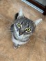 Kitty (5)7